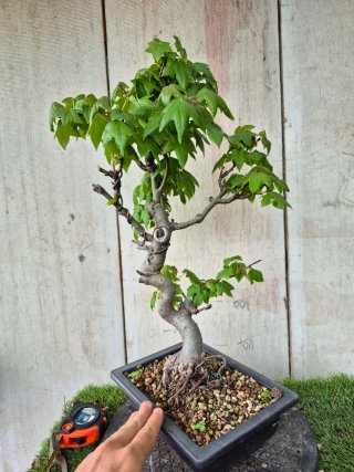 Prebonsai Liquidambar Formosana 10A1