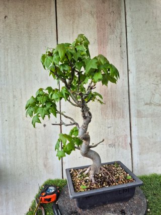 Prebonsai Liquidambar Formosana 10A1
