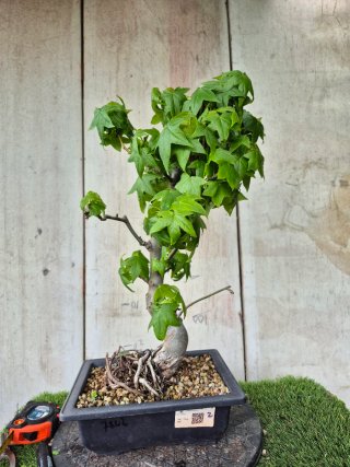 Prebonsai Liquidambar Formosana 10A1