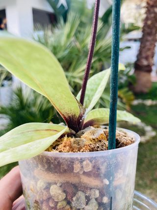 Paphiopedilum en flor