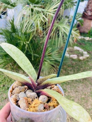 Paphiopedilum en flor