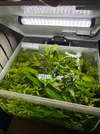 Acuario Curvo Fluval Flex 34L Blanco Pecera