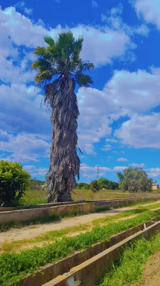 Podar pino y arboles limpieza piscina642749372 más