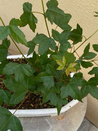 Bonsai arce burgeriano