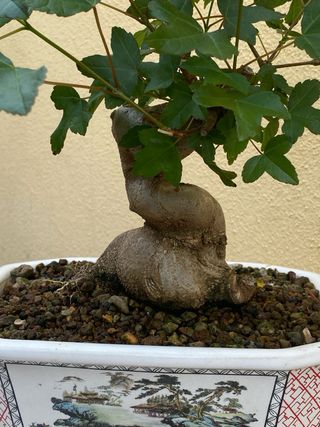 Bonsai arce burgeriano