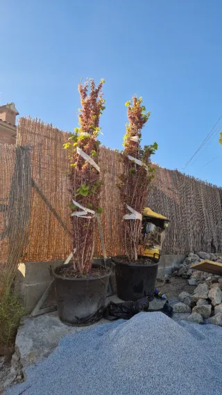 Cercis siliquastrum, árbol del amor,árbol de judas