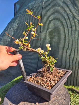 Prebonsai Chaenomeles Blanco