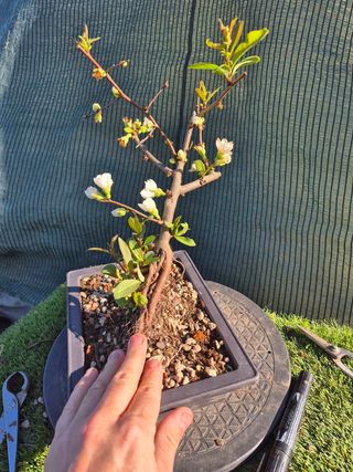Prebonsai Chaenomeles Blanco