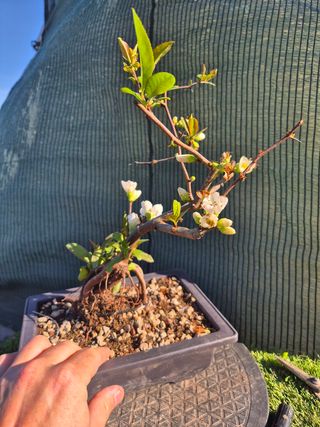 Prebonsai Chaenomeles Blanco