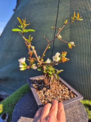 Prebonsai Chaenomeles Blanco