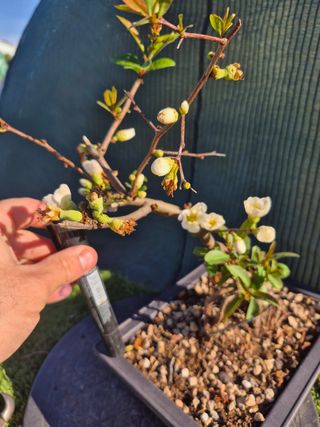 Prebonsai Chaenomeles Blanco