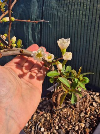 Prebonsai Chaenomeles Blanco