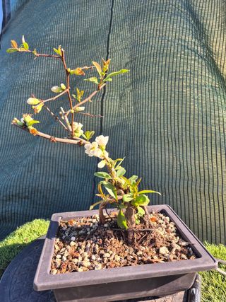 Prebonsai Chaenomeles Blanco
