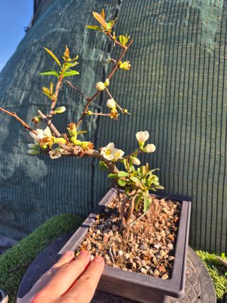 Prebonsai Chaenomeles Blanco