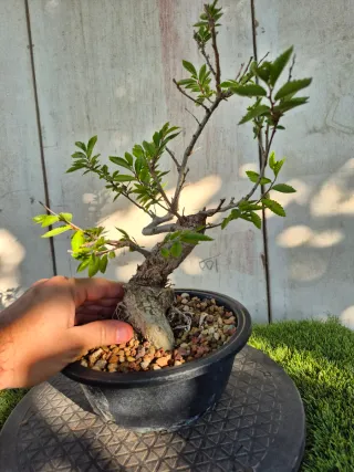 Zelkova Nire Terrina N906