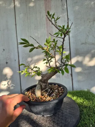 Zelkova Nire Terrina N906