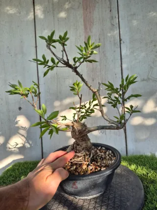 Zelkova Nire Terrina N906