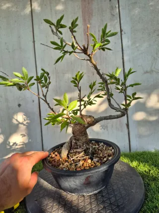Zelkova Nire Terrina N906