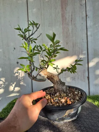 Zelkova Nire Terrina N906