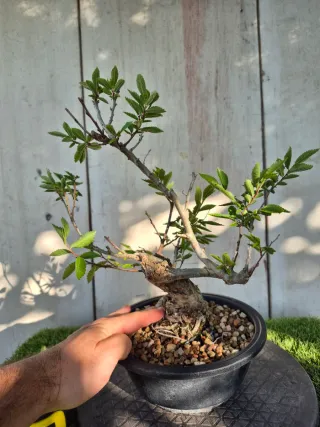 Zelkova Nire Terrina N906