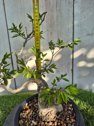 Zelkova Nire Terrina N906