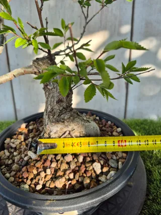 Zelkova Nire Terrina N906