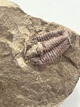 Fósil Trilobites en Roca