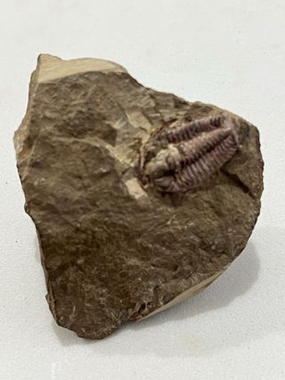Fósil Trilobites en Roca