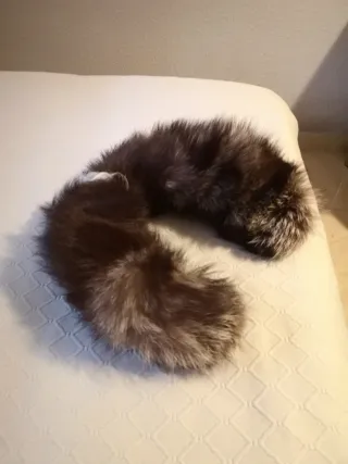 Cuello de piel natural marrón y plateado