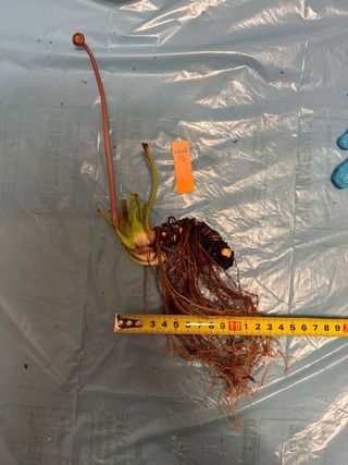 Sarracenia H207B ViC Pianta Carnivora