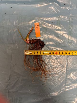 Sarracenia H207B ViC Pianta Carnivora