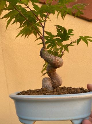 Bonsai arce palmatum