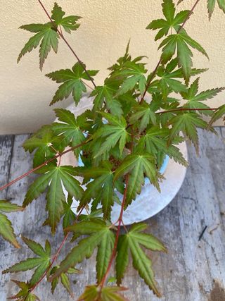 Bonsai arce palmatum