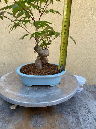 Bonsai arce palmatum
