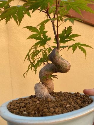 Bonsai arce palmatum