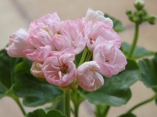 Pelargonium Marbacka Tulipano Vintage