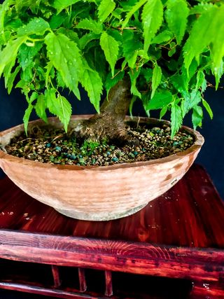 BONSAI DE ALMEZ (CELTIS AUSTRALIS)