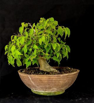 BONSAI DE ALMEZ (CELTIS AUSTRALIS)