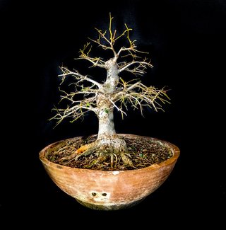 BONSAI DE ALMEZ (CELTIS AUSTRALIS)