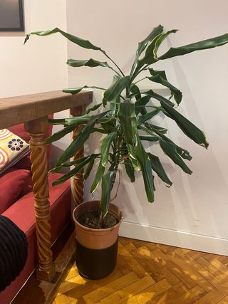 Planta de interior