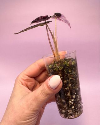 Alocasia Bambino Pink Variegada