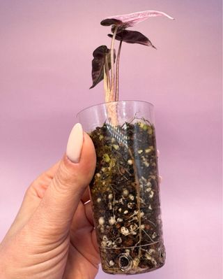 Alocasia Bambino Pink Variegada