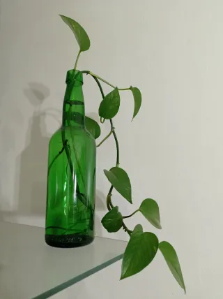 Pianta Pothos in idrocoltura