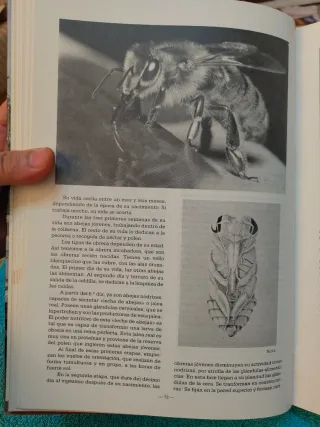 Libro de apicultura