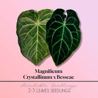 Anthurium Magnificum x (Crystallinum x Besseae)