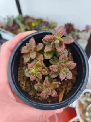 Echeveria compressicaulis