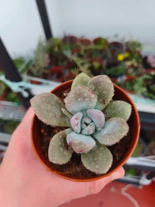 Echeveria opalina
