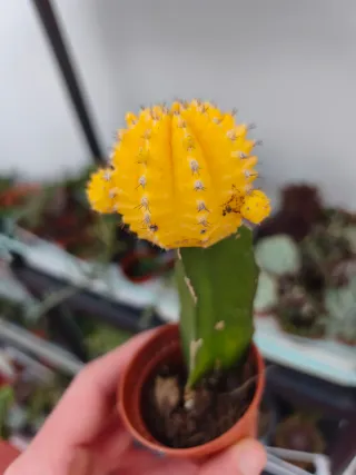 Injerto pitaya cactus amarillo