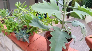 Talea Euphorbia variegata e Kalanchoe