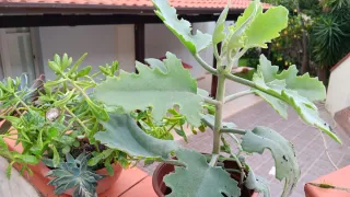 Talea Euphorbia variegata e Kalanchoe